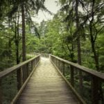 Ballinastoe Woods Walk